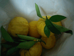 ゆず風呂。。。