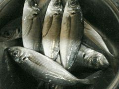 旬の鯵と冷酒。。